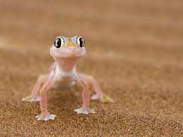 The government employees insurance company is an american auto insurance company with headquarters in chevy chase, maryland. 12 Surprising Facts About Geckos