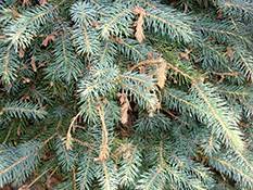 What Is Spruce Decline And What Should You Do About It Christmas Trees