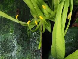 Image result for Crateva eminens