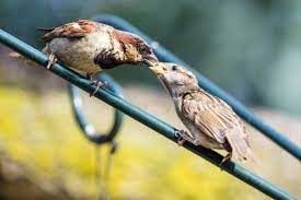 9 Things You Can Do To Help Wild Birds This Summer