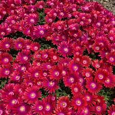 Find images of ice plant. Granita Raspberry Hardy Ice Plant Delosperma Floribundum Proven Winners