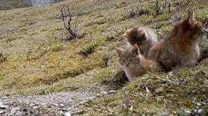 China has the third largest number of mammals in the world. Chinese Mountain Cat Desert Cat Conservation