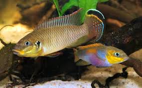 Pelvicachromis