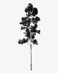 How to make a tree of life silhouette? Innovation Design Gum Tree Silhouette Drawing V2 Eucalyptus Eucalyptus Tree Silhouette Png Image Transparent Png Free Download On Seekpng