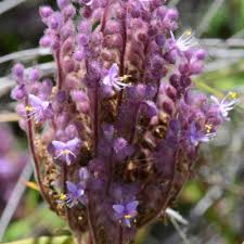 Image result for Floscopa glomerata