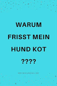5 Grunde Warum Hunde Kot Fressen Hunde Hundegesundheit Hundchen Ubung