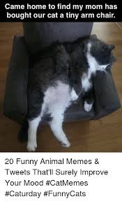 Maybe you would like to learn more about one of these? Came Home To Find My Mom Has Bought Our Cat A Tiny Arm Chair 20 Funny Animal Memes Tweets That Ll Surely Improve Your Mood Catmemes Caturday Funnycats Caturday Meme On