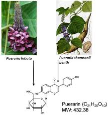 Image result for Pueraria