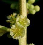 Image result for Clutia robusta