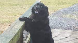 Labrador Chow Mix Breed Info Characteristics And Pictures Animalso