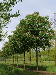 Bomen van 3de grootte, tot max. Pin On Flowering Trees Van Den Berk Nurseries