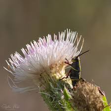 Image result for Buchnera cryptocephala