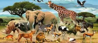 Photo gallery with animal pictures, photos and information about animals, including wildlife our animal pictures feature a large variety of seldom and outstanding wildlife photography. Names Of All The Animals In The World Dedo Tech