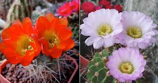 Growing Acanthocalycium Cactus How To Care For Barbed Wire Cactus