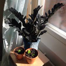 Add a layer of soil appropriate for your plant, pop the plant in, and then fill the soil in around the plant. I Am Really Proud Of This Zz Raven It Looks Bigger Irl I Hope It Will Inspire These Little Zz Leaves To Grow Gardening