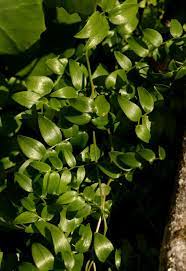 Asparagus Asparagoides Plant Leaves Plants Asparagus