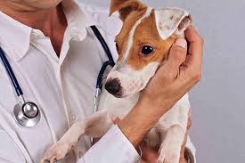 They chinked their glasses and drank a toast to the couple. Hygroma In Dogs Symptoms Causes Diagnosis Treatment Recovery Management Cost