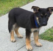 Maybe you would like to learn more about one of these? 110 Lab Shepards Ideas Shepards Dogs Puppies