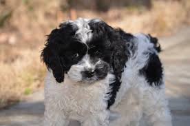 Black And White Cocker Spaniel Poodle Mix Black And White Parti Cockapoo Cockapoo Poodles Poodlelife Cockerspaniel Cocker Spaniels Spanielpu Cockapoo Cockapoo Puppies Cockapoo Puppies For Sale