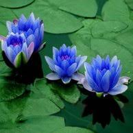 Jenis khodam nyai peri tunjung biru putri. Bunga Lotus Biru
