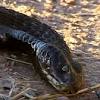The only possible circumstance under which a snake would ever attack you would be if you come into contact with one of the three or four largest constrictors in the world (green anaconda. Https Encrypted Tbn0 Gstatic Com Images Q Tbn And9gcslwygfup2klj6sjc5v Uqck6svunuhom5rrj 9jfllhfmtampe Usqp Cau