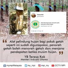 Depicting daily scenes of a rubber tapper in his daily routine. Tak Dapat Menoreh Pada Musim Hujan Teknologi Baru Ini Dapat Selesaikan Masalah Penoreh Getah Teresa Kok Kartel Dakwah