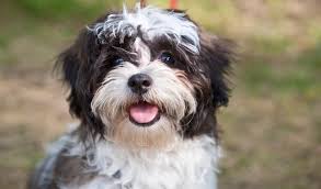 Resultado de imagen para shih tzu