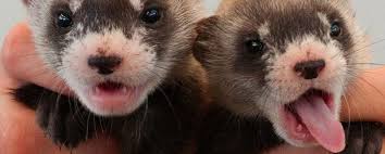 Donnez votre avis dans les commentaires en dessous de l'article ! J Ai Teste Pour Vous Adopter Un Furet
