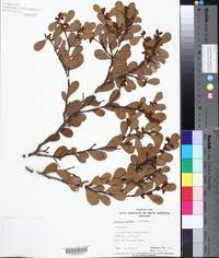 Image result for Acacia adenocalyx