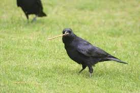 Wir haben einige bauarbeiten im garten vor. Rabenvogel Steckbrief Rabenkrahe Saatkrahe Kolkrabe Elster Dohle Etc