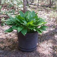 So with them not being chilled but in a cool warehouse for 10 weeks, can i go ahead & plant them? How Hosta Plants Grow Photo Guide From Sprouts To Blooms Dengarden