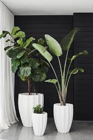 Coastal Style A Design Guide Plants Indoor Plants Interior Plants