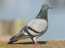 The family occurs worldwide, but the greatest variety is in the indomalayan and australasian realms. Rock Pigeon Identification All About Birds Cornell Lab Of Ornithology
