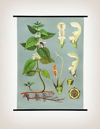 Hagemann Botanical Chart Oak Cabin Vintage Botanical