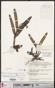 Image result for Polystachya mildbraedii