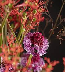 Image result for Jatropha scaposa