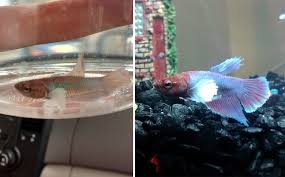 16 Even A Betta Fish Needs Some Love 16 Before And After Pics Of Some Very Lucky Pets Betta Fish Betta Animal Shelter Quotes
