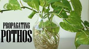 Propagating Pothos Or Money Plant In Water Planting In Soil Youtube Money Plant In Water Water Plants Money Plant