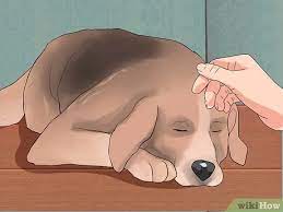 Why do they get them, when to worry, and what to do about them. How To Get Rid Of Dog Hiccups 7 Steps With Pictures Wikihow