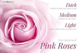 Pink Rose History Varieties And Meaning Pollen Nation Rose Meaning Pink Roses Rose