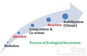 Five Steps In Succession Ecological Succession Ecology Soil Texture