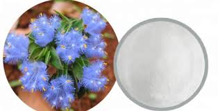 Image result for Cyanotis vaga