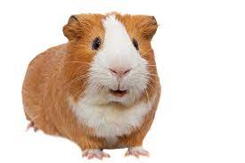 Hamsters are nocturnal and love running on their hamster wheels at night. How To Groom Guinea Pigs With Short Hair Guinea Pig Health Guinea Pigs