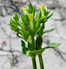 Image result for Sebaea