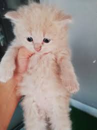 Gambar gambar kucing lucu yang bisa bikin tertawa dan gemes toplucu. Anak Kucing Parsi Pet Supplies Pet Accessories On Carousell