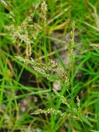 Image result for Blyxa hexandra