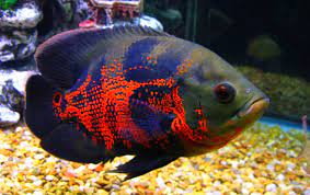 Cukup tinggi harganya karena memang ikan ini masih. Ini Dia Informasi Harga Ikan Oscar Terbaru Saat Ini My Blog