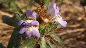 Image result for Hygrophila schulli