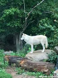 I look forward to visiting again in 2021! Ely Mn International Wolf Center