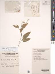 Image result for Vigna hosei